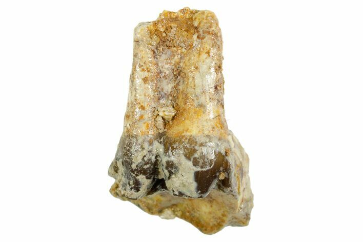 Fossil Running Rhino (Hyracodon) Tooth - South Dakota #364425